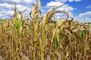 Danni siccit&#224; alle produzioni agricole - Trasmissione segnalazioni